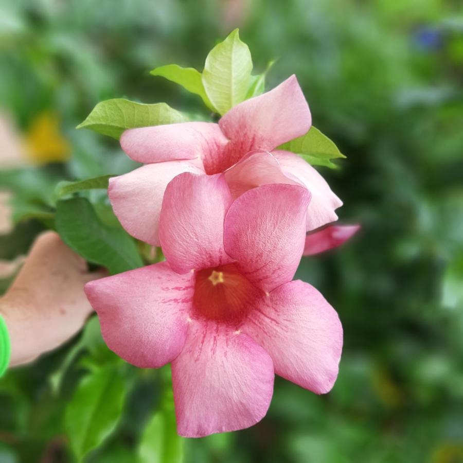 Manga Rosa Hospedagem Canoa Quebrada Exterior foto