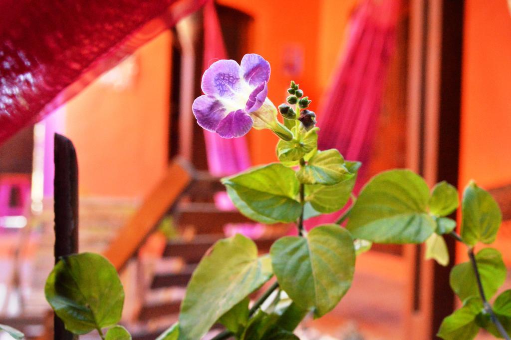 Manga Rosa Hospedagem Canoa Quebrada Exterior foto